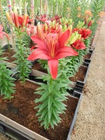 [5014 Tiny Hope No02.JPG]